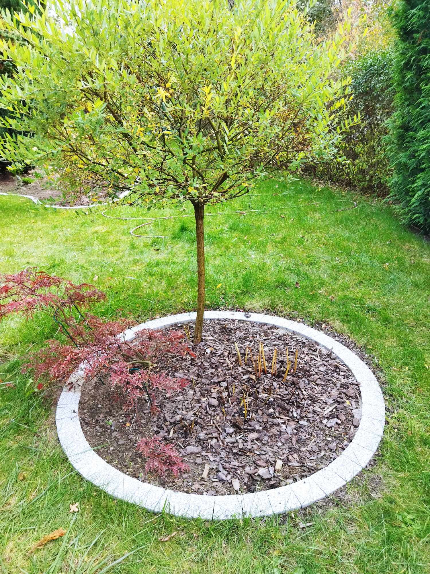 476271483_932997395646968_6736602018475673961_n